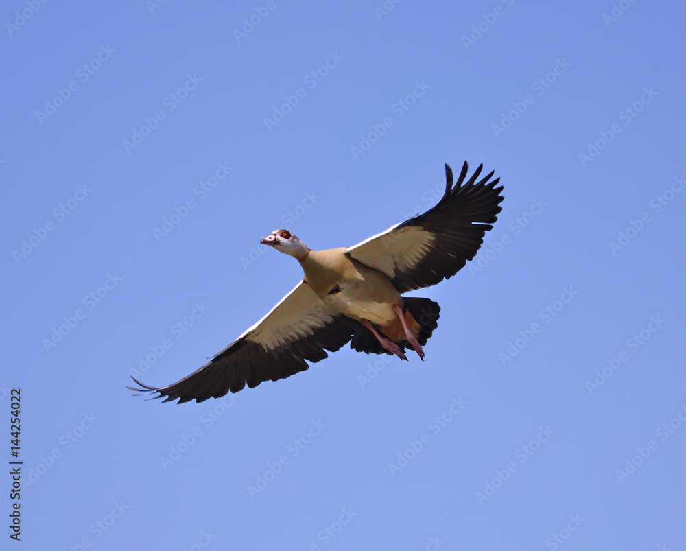 Obraz premium Egyptian goose in flight