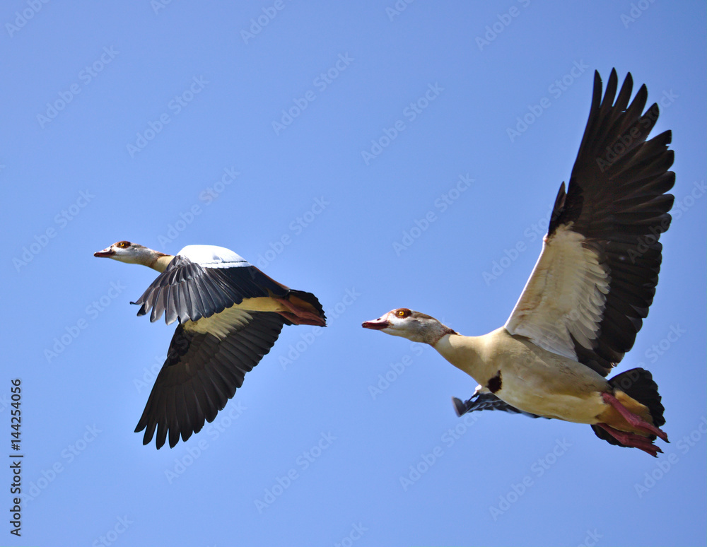 Obraz premium Two egyptian geese in flight