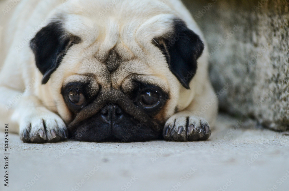 Portrait of sad pug dog