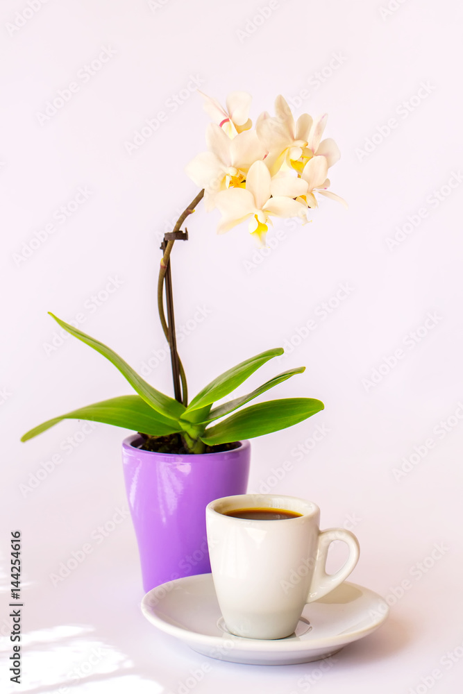 A cup of coffee and a small white orchid on a white background
