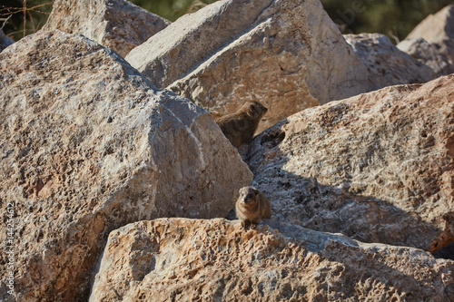 Rock hyrax