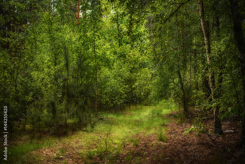 Fototapeta premium Dark moody forest with path and green trees, natural outdoor vintage background