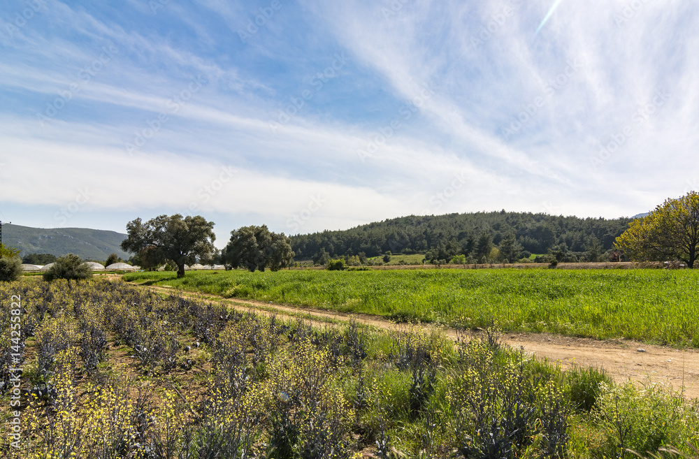 Obraz premium claros