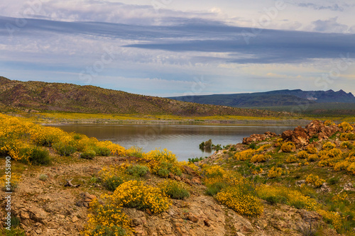 Alamo State Park, Arizona. On a morning hike in mid-March, a profusion of of wildflowers was seen everywhere.