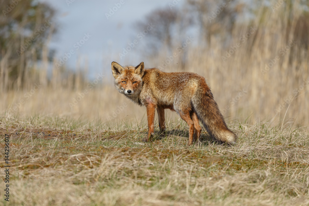 Red fox in nature during springtime
Red fox in nature during springtime