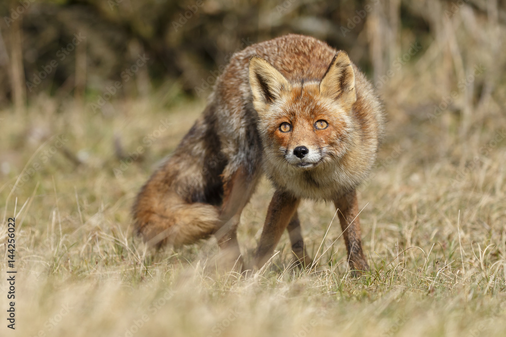Obraz premium Red fox in nature during springtime 