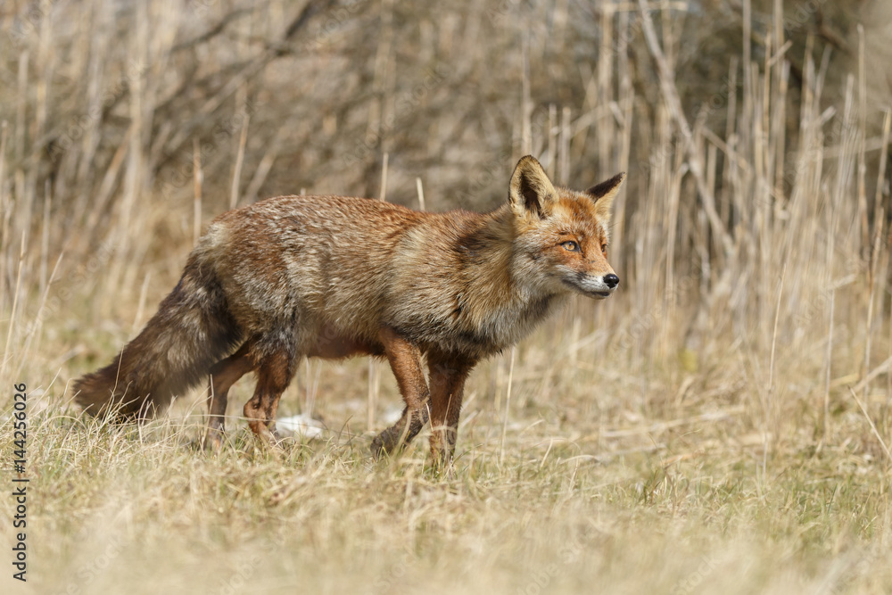 Red fox in nature during springtime
