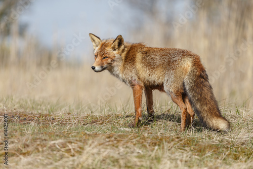 Red fox in nature during springtime   © Menno Schaefer