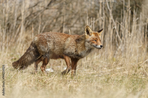 Red fox in nature during springtime
