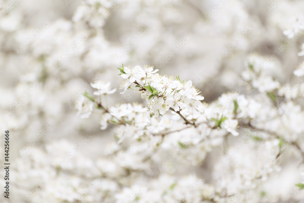 Spring seasonal background with blooming plum tree branches, natural seasonal floral background Spring seasonal background with blooming plum tree branches, natural seasonal floral background