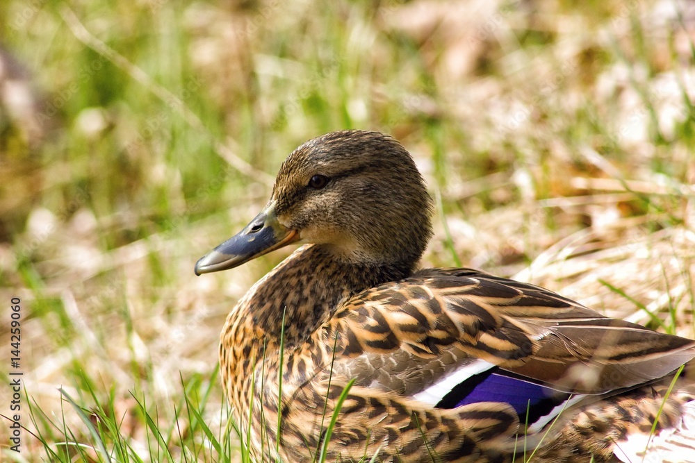 Female mallard - wild duck Female mallard - wild duck