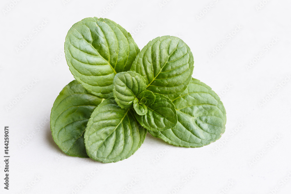 mint leaf on white background mint leaf on white background