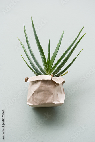 Fototapeta Naklejka Na Ścianę i Meble -  Aloe Vera