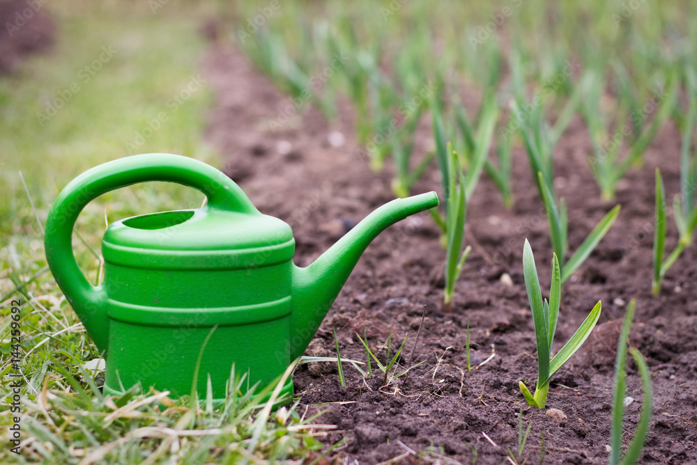garlic plantation, young green garlic plants in a field at spring time, garlic sprouts with watering can garlic plantation, young green garlic plants in a field at spring time, garlic sprouts with watering can