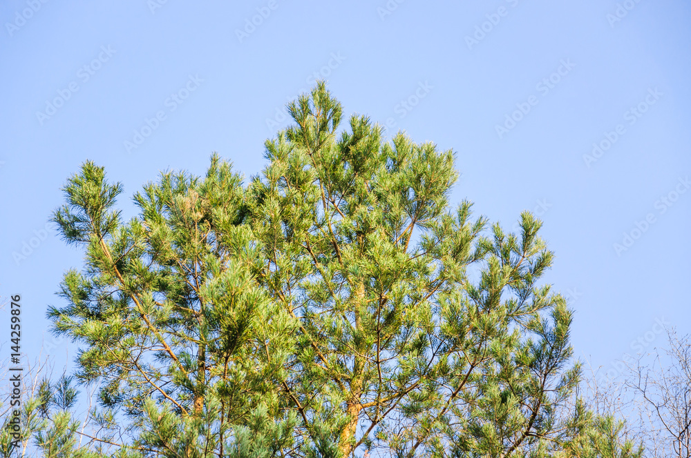 The top of the pines against the blue sky