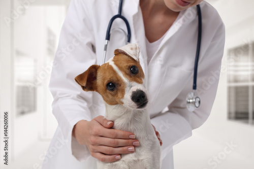 Fototapeta Naklejka Na Ścianę i Meble -  Veterinary care. Vet doctor and dog Jack Russell Terrier