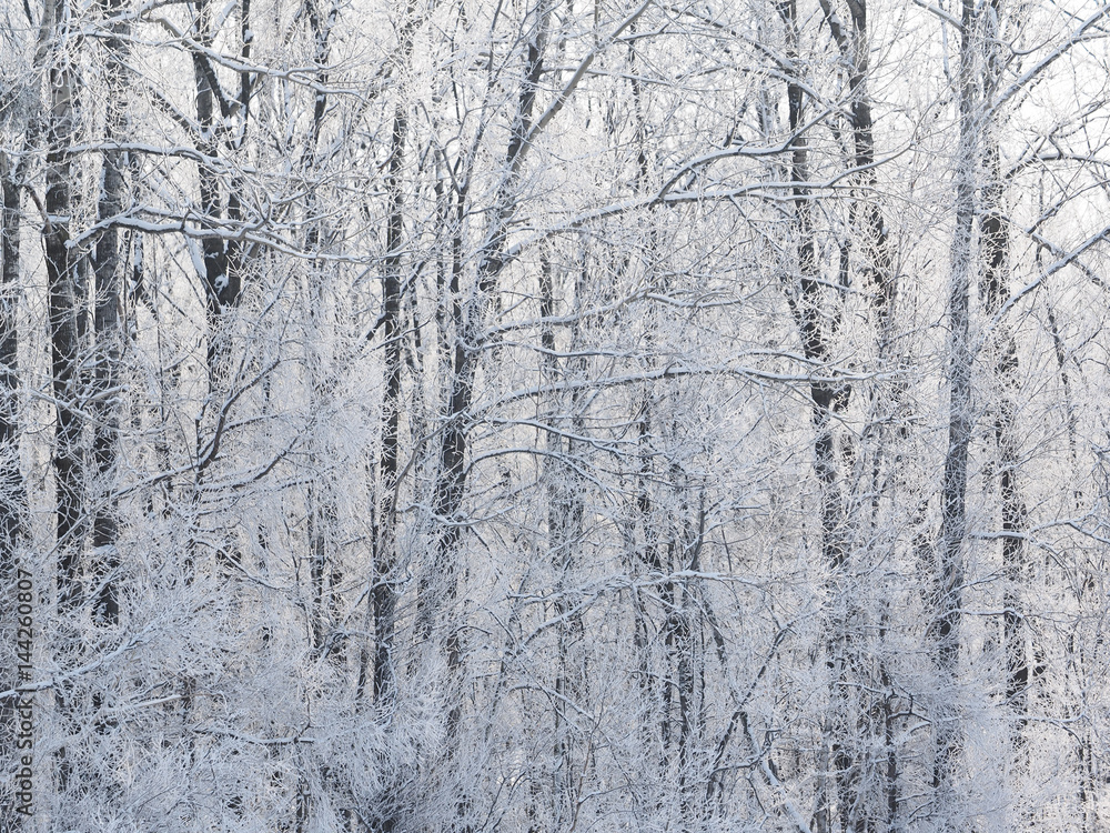 Fototapeta premium 冬の北海道