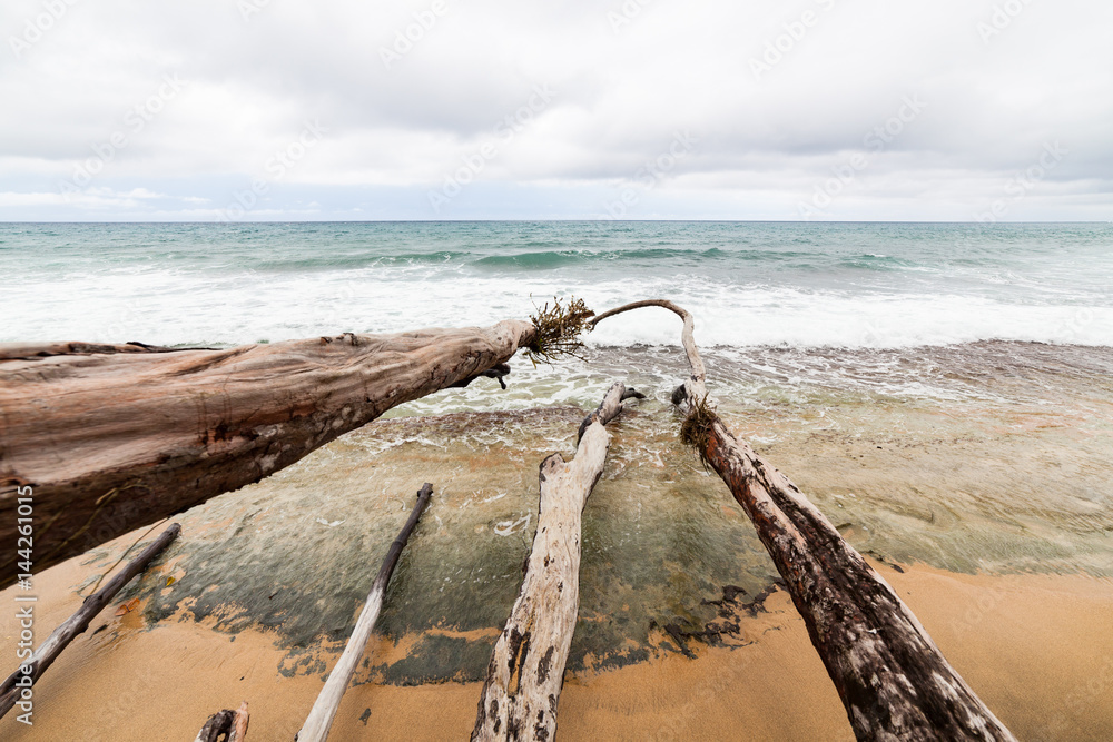 Fallen tree branches in beach