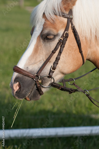 Close up of horse head , stallion horse breed haflinger photo