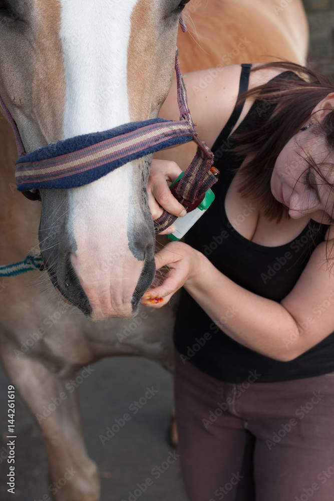Obraz premium Young girl treats an injured horse´s mouth disinfection.