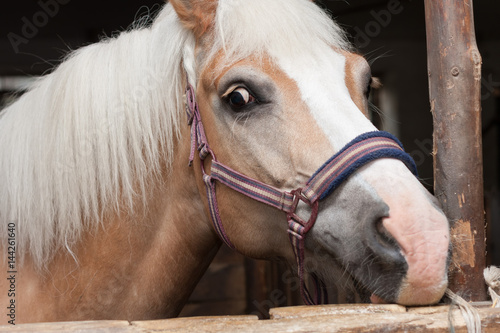 Close up of horse head , stallion horse breed haflinger photo