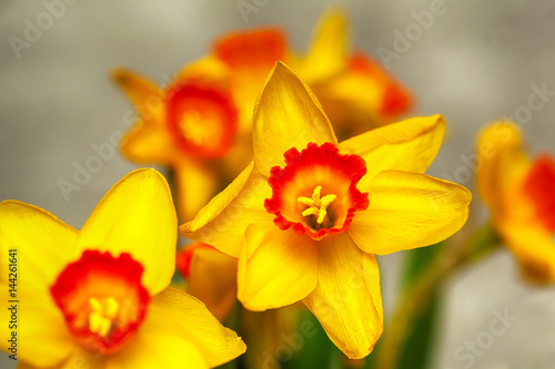 Flower narcissus close-up. Background of flowers