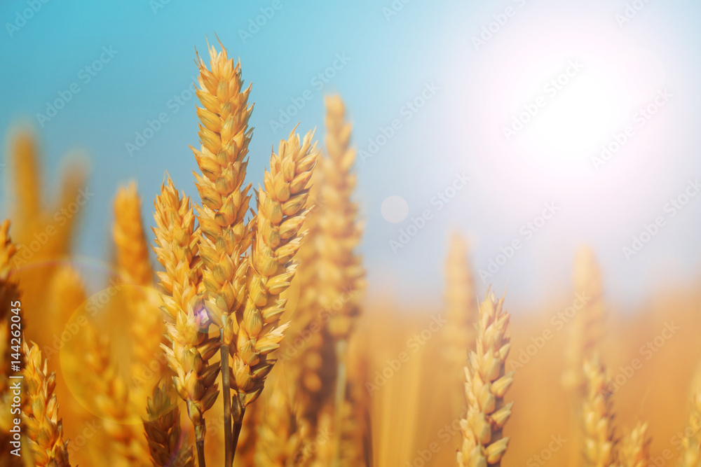 Wheat closeup
