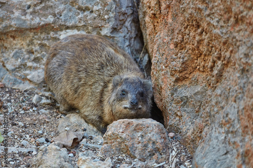 Rock hyrax