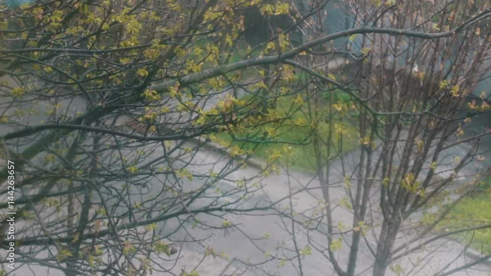 Rain early in the spring. Just blooming buds of trees Rain early in the spring. Just blooming buds of trees