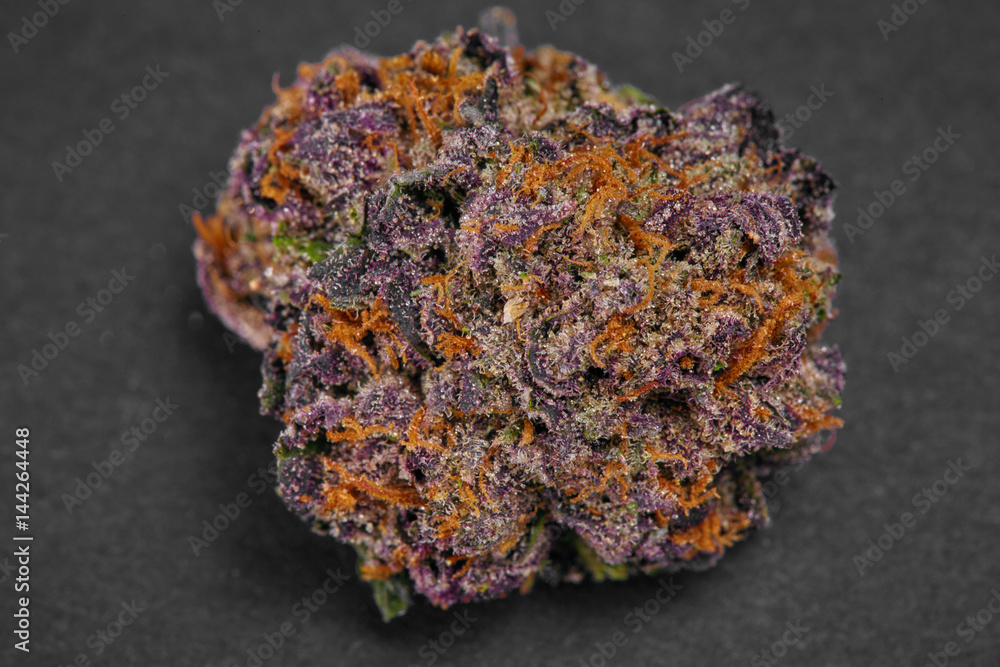 Close up of XXX indica strain prescription medical marijuana bud Close up of XXX indica strain prescription medical marijuana bud