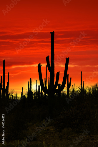 Saguaro cactus against bright red sky © SNEHIT PHOTO