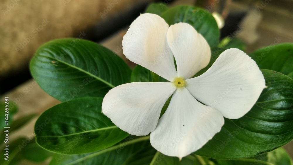 Obraz premium White flower, background white flower
