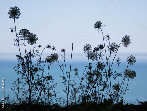 Plant Silhouettes photo