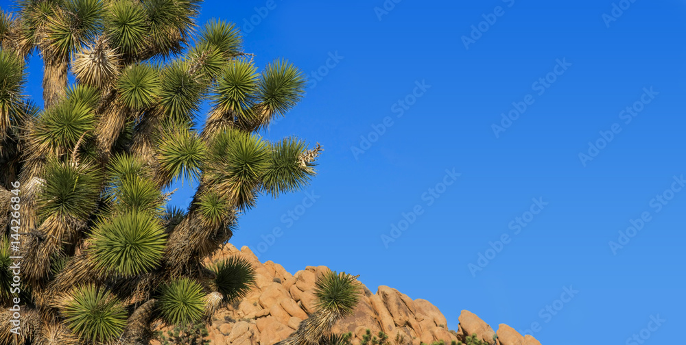 Joshua Tree Branches with Blue Sky - Banner Joshua Tree Branches with Blue Sky - Banner