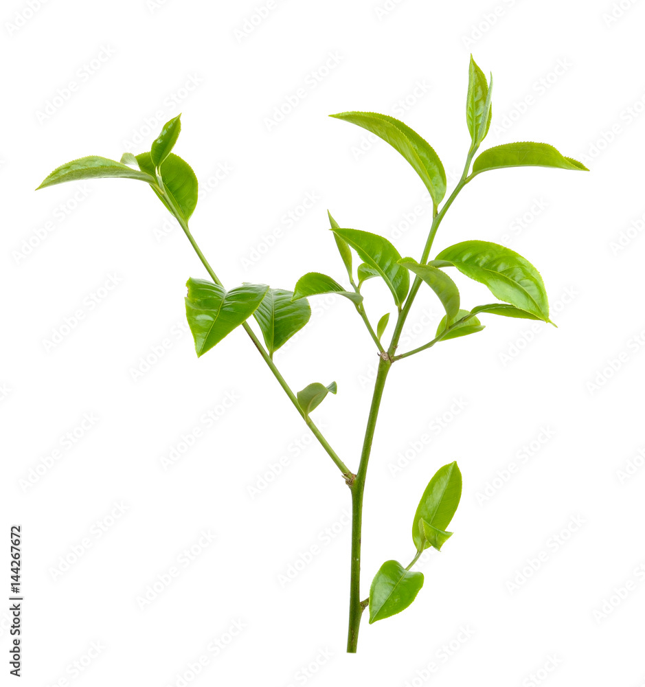 Fototapeta premium tea leaf isolated on white background