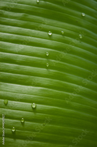 Leaf texture with raindrops