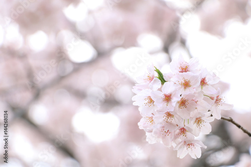 Japanese cherry blossom tree background