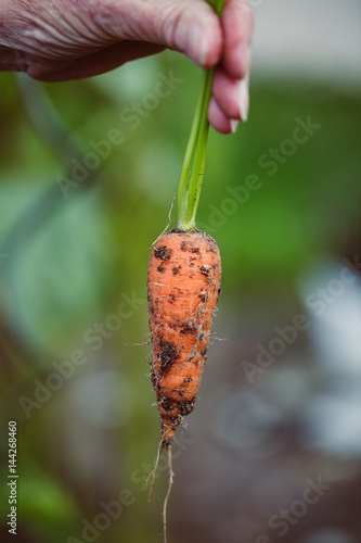 Close-up of a hand holding a harvested carrot