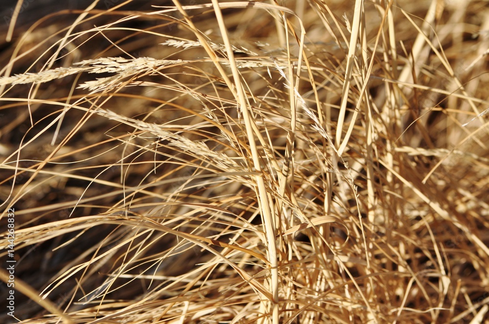 Fototapeta premium Dry Grass