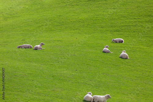 Grüne saftige Wiese mit Schafen