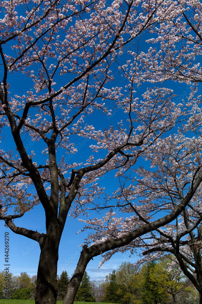 青空を桜色に染めて 青空を桜色に染めて