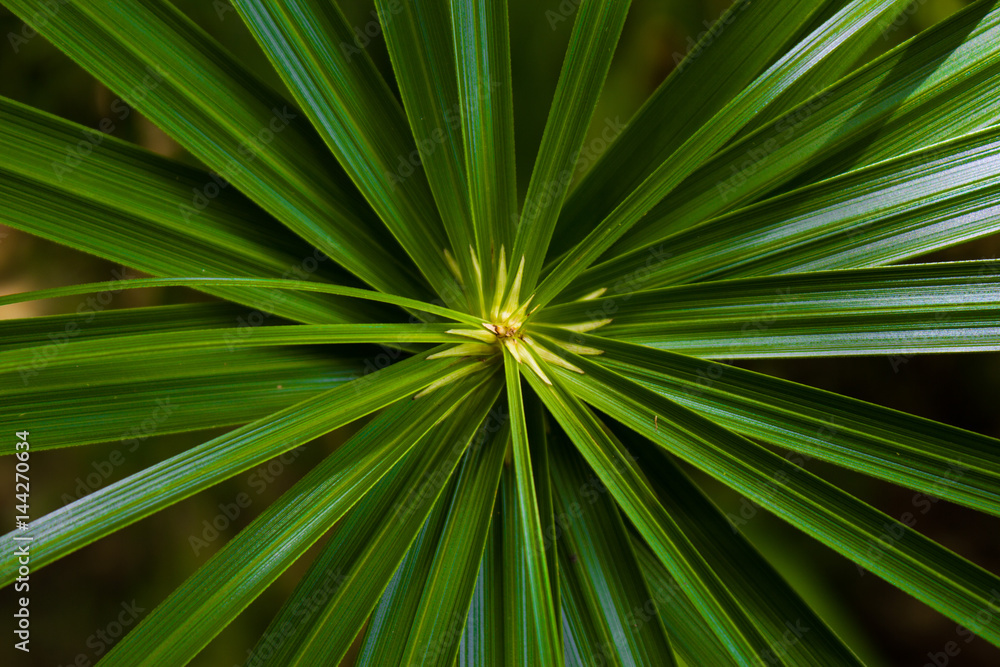 Fototapeta premium abstract. GREEN LEAVES