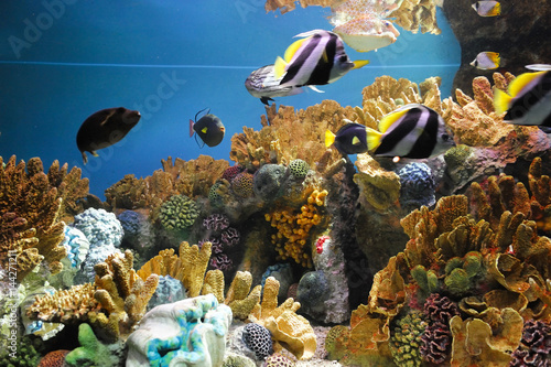 colorful coral reef underwater and fish