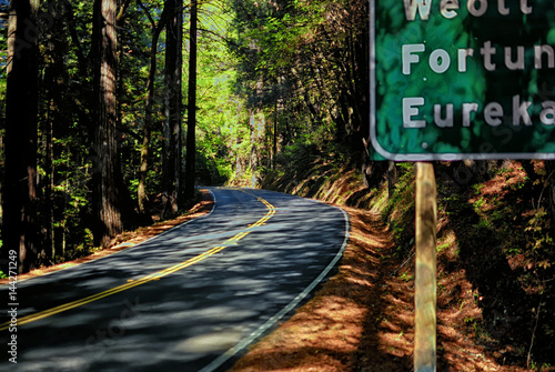 Фотография A road through the California Redwoods