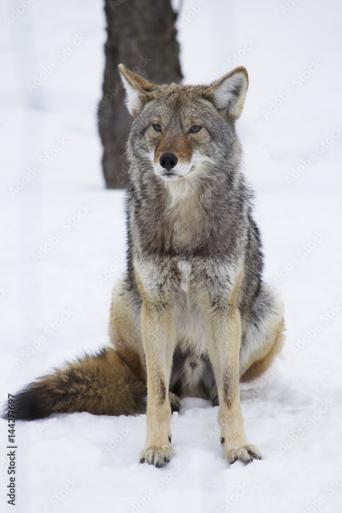 Coyote sitting in the snow Coyote sitting in the snow