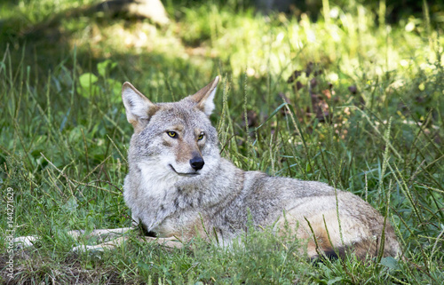 Coyote laying in the grass