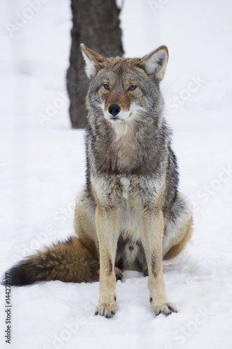 Coyote sitting in the snow