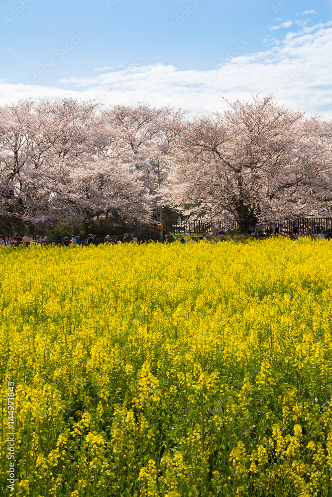 2017年4月7日埼玉県幸手市権現堂堤