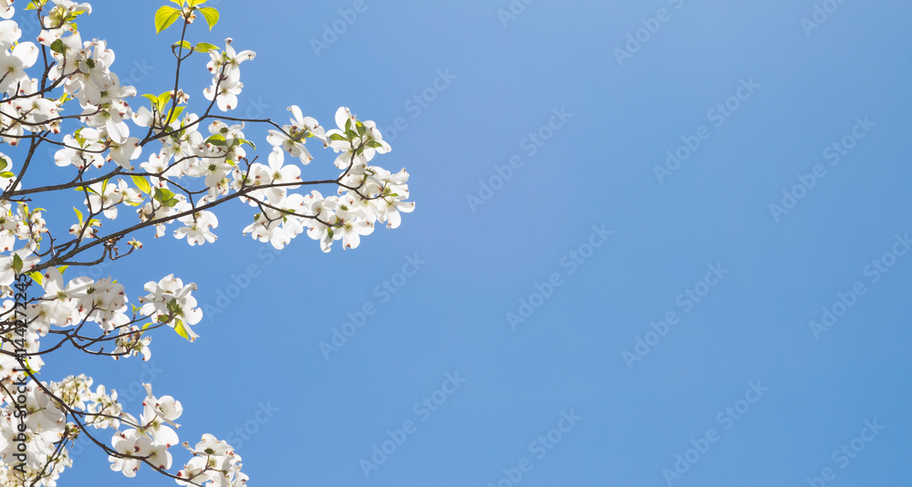 Fototapeta premium Dogwood tree against a blue sky.