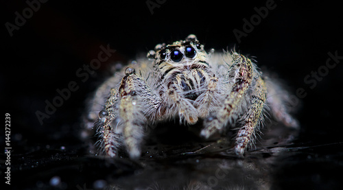 Beautiful Spider on glass, Jumping Spider in Thailand, Hyllus diardi